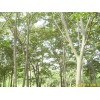 供应江苏南京榉树等多种绿化苗木
