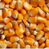 大量求购:玉米小麦次粉麸皮高粱DDGS等各种饲料原料